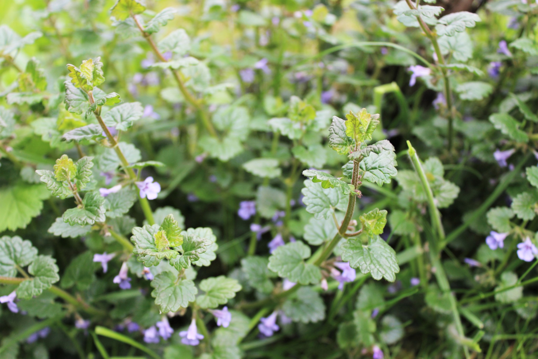 🌿 Die Wildkräuterführungen 2026 stehen fest! 🌿
Während es draußen kalt ist und die Natur noch ihren Winterschlaf hält, habe ich es mir drinnen mit einer warmen Tasse Kräutertee gemütlich gemacht und meine Termine für die Wildkräuterführungen 2026 geplant.
In diesem Jahr erwarten dich wieder verschiedene Kräuterführungen mit unterschiedlichen Themenschwerpunkten entlang der Jahreszeiten:
vom Frühlingserwachen über Frauenkräuter und Sommerfülle bis hin zu Räucherkräutern und Herbstzauber.
Wenn du die Natur in diesem Jahr bewusst erleben und dich von ihrer Weisheit & Magie berühren lassen möchtest, dann ist jetzt ein guter Moment, dir deinen Platz bei meinen Wildkräuterführungen zu sichern.
✨Alle Termine und Infos zur Anmeldung findest du auf meiner Website.
👉 Link in Bio
#wildkräuter #wildkräuterspaziergang #wildkräuterwanderung #kräuterführung #kräuterführungremstal #naturerleben #achtsamkeit #achtsamkeitindernatur #wildkräuterwissen #wildkräuterfürfrauen #frühlingserwachen #frühlingskräuter