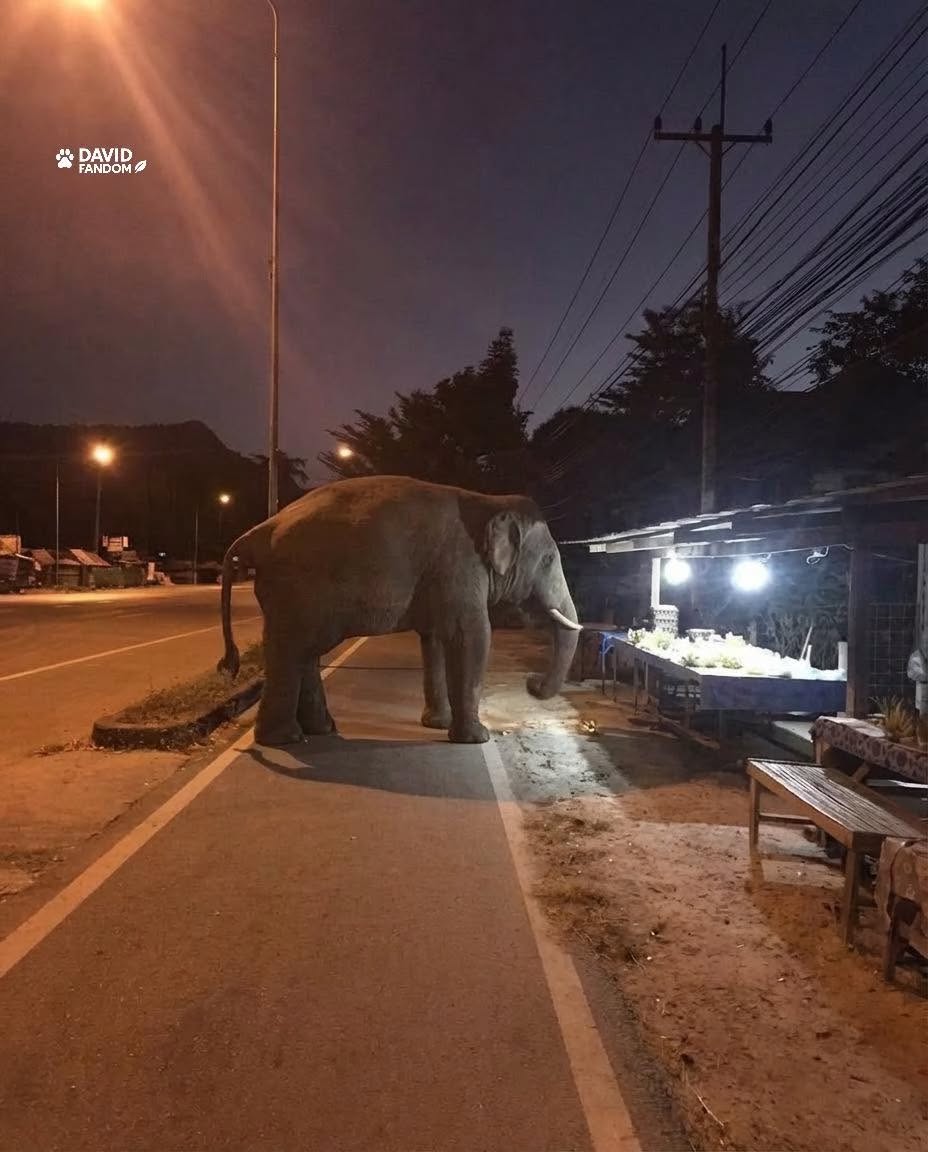 "Hi sir, do you have sugarcane juice? I'm tired of chewing."
