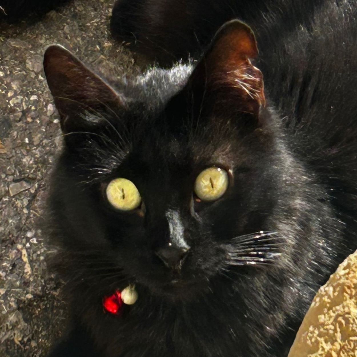 New cat alert! This little beauty's got swag and a...