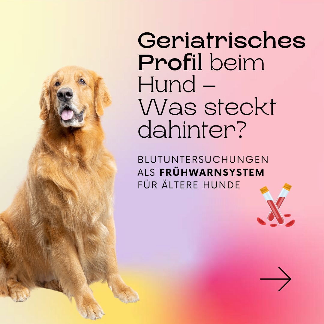 Viele Alterserkrankungen bleiben lange unsichtbar. Ein geriatrisches Profil zeigt sie häufig frühzeitig an. 🧪
Ab einem bestimmten Alter lohnt es sich, Blutwerte regelmäßig zu prüfen, weil Herz, Nieren, Leber und Stoffwechsel sich oft früher verändern als Verhalten oder Fell.
Ab wann gilt ein Hund als Senior?
• Kleine Hunde: ab ca. 9 Jahren 🐕
• Mittlere: ab 8 Jahren
• Große: ab 7 Jahren
• Riesenrassen: teils ab 6 Jahren
Warum das wichtig ist:
Blutwerte reagieren früh.
• Nierenmarker steigen häufig, bevor der Hund deutliche Krankheitssymptome zeigt 🤒
• Leberwerte verändern sich, bevor etwas sichtbar ist etc.
Ein geriatrisches Profil erkennt Risiken, die man im Alltag oft übersieht.
Wie oft testen?
• 1× jährlich spätestens ab Senioralter
• Häufiger bei Vorerkrankungen oder Auffälligkeiten 🩺
Du möchtest mehr zu diesem Thema lesen? Dann schau unbedingt in unserem Blog vorbei! Den Link dazu findest du in der Bio.
Wie alt ist dein Hund gerade?
Schreib die Zahl in die Kommentare 📊
.
.
#hundeliebe #gesunderhund #tierarzttipps #hundetipps #hundeernährung